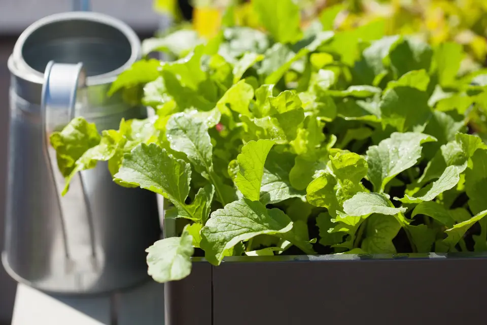 Zuurtgegraad ph plantenvoeding